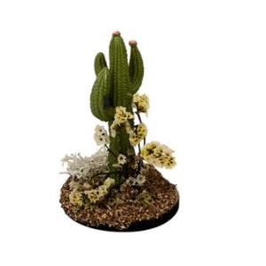Cactus 10cm